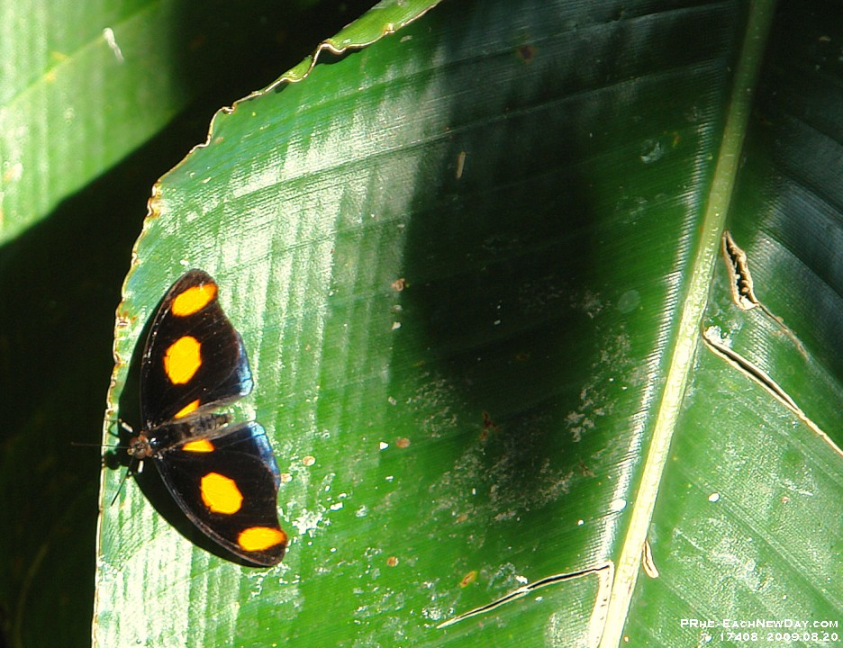 17408CrLeSh - Vancouver Aquarium